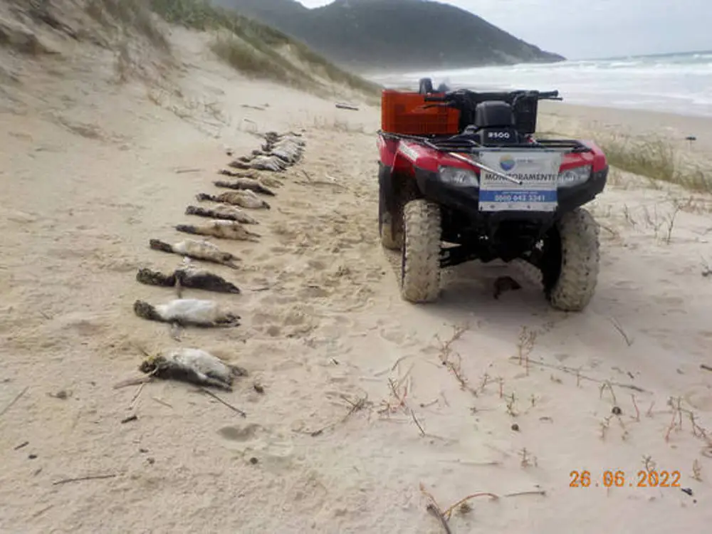 pinguins-mortos-rio-grande-do-sul-foto-r3-animal