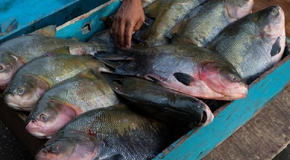 22-1-23 China produz peixes amazônicos