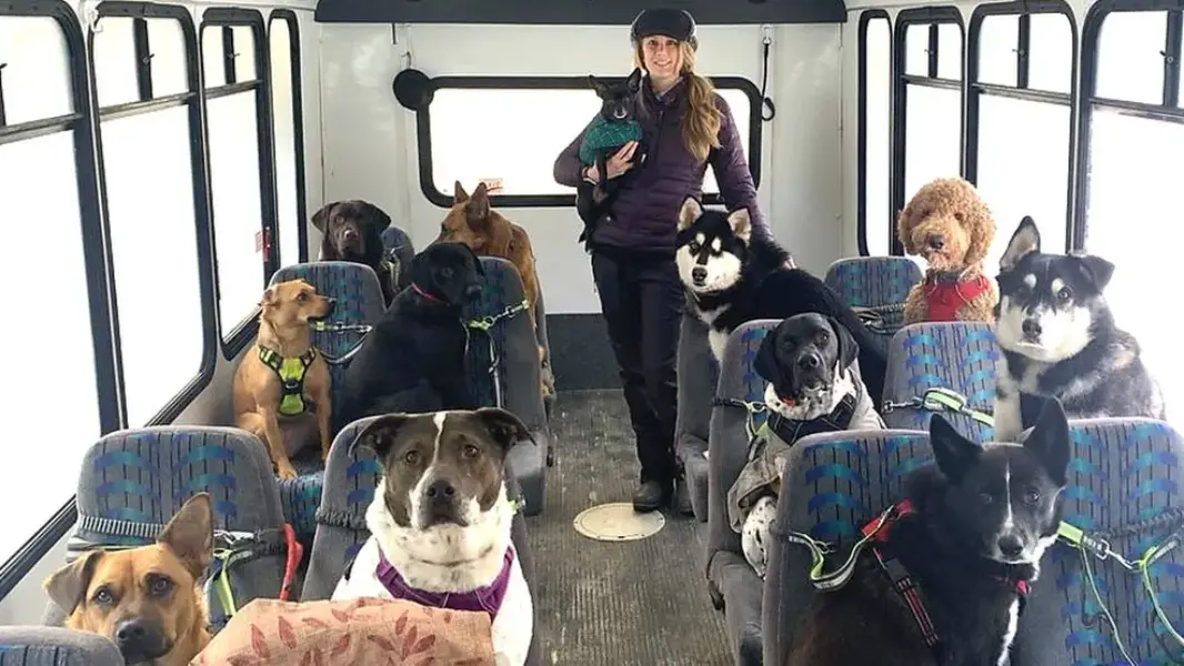alasca-onibus-para-cachorro-bbc