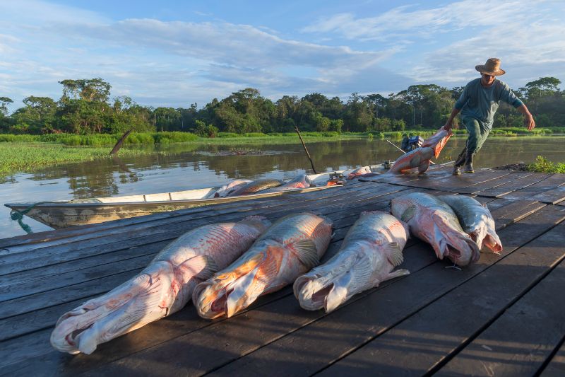 Peixe Pesca Pirarucu Créditos_Marcos Amend 2