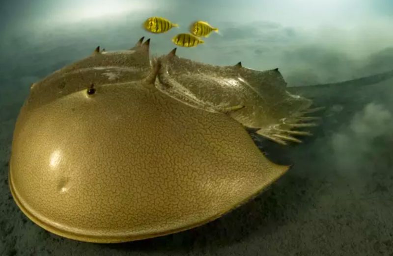 carangueijo ferradura