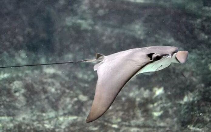 fauna marinha maritima animais aquaticos