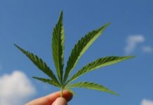 Anvisa expande uso da Cannabis medicinal e deve aprovar cultivo no Brasil