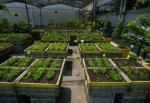 Como a mudança climática vai sacudir a horticultura brasileira