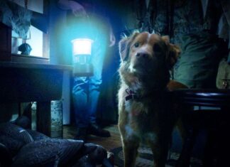 O terror que fez as buscas por ‘o cachorro morre no final?’ crescerem 2000%