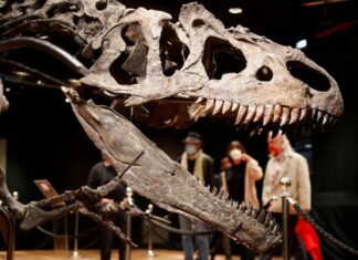 Perto do T. rex, alguns dinossauros carnívoros teriam ‘mordida fofa’