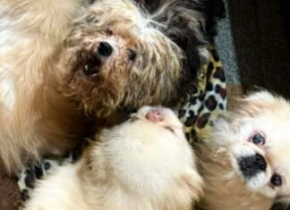 Polícia acha 125 animais em situação de maus-tratos em ONG de São Paulo