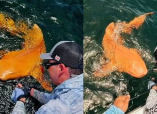 Tubarão alaranjado raro é estudado por pesquisadores no Brasil