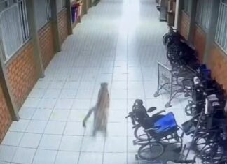 Onça-parda invade escola da Apae no Paraná