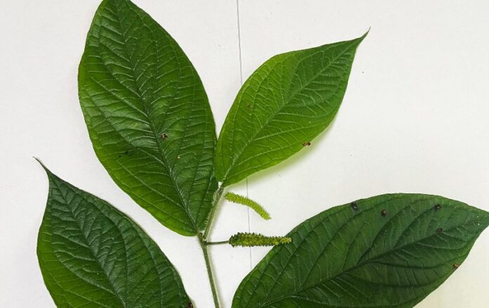 Fapeam_Pesquisa analisa óleos essenciais extraídos de plantas como bioinseticida_FotoAcervo Inpa5