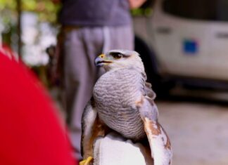 Gavião-pedrês e filhotes de aracuã são resgatados em Manaus pelo Ipaam