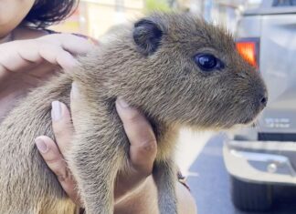 Ipaam realiza resgate de dois pariris e de filhote de capivara em Manaus