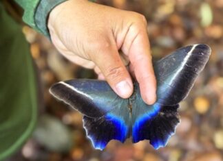 Governo do Amazonas realiza monitoramento da biodiversidade em Unidades de Conservação da BR-319