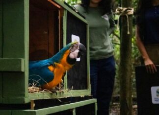 Araras-canindés voltam à floresta após dois séculos de extinção