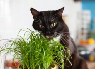 Por que os gatos comem grama? Entenda este comportamento felino