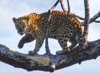 Queixadas perseguem onça-pintada em flagrante raro no Pantanal