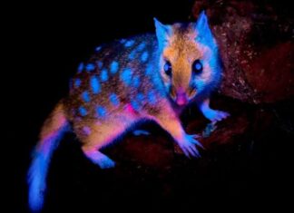 Marsupial que ‘brilha’ no escuro é fotografado pela primeira vez em floresta na Tasmânia