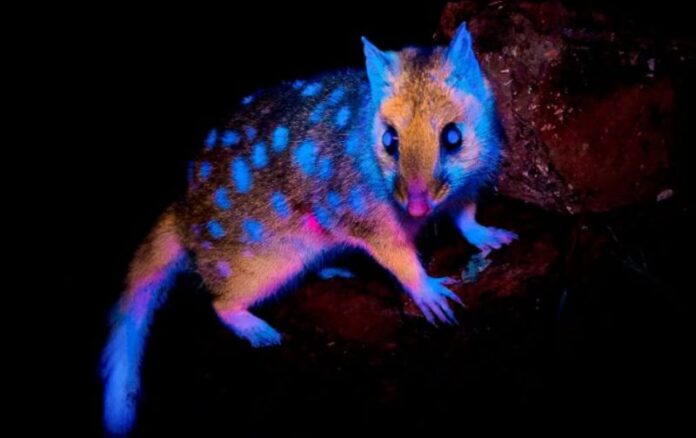 quoll-1jewm3din9c8o