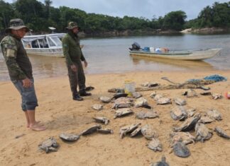 Operação do IBAMA, ICMBio e Funai apreende 335 quelônios e mais de 3 mil ovos no Amazonas