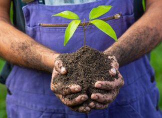 Amazonas Shopping celebra o Dia da Árvore com doação de adubos neste domingo (21)