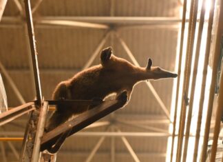 Pariri, iguana, gaviões-pedrês e tamanduá são resgatados pelo Ipaam em Manaus