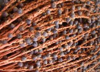 Bacaba: conheça a pérola roxa da Amazônia