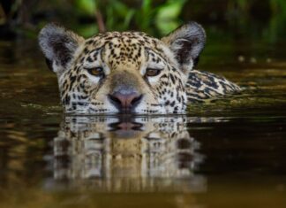 Onça-pintada bate recorde ao nadar 1,27 km em Goiás