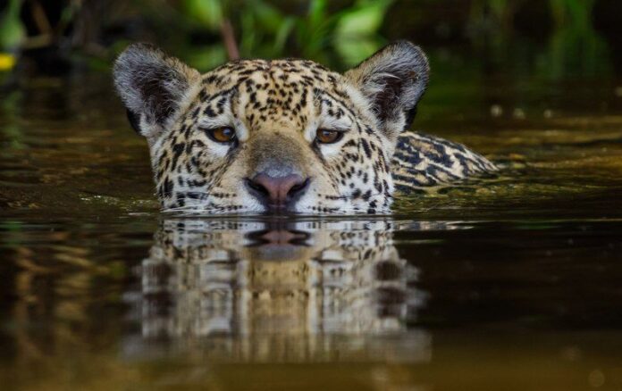 ckoomuej1hnzxyvf8hvd4aei1(1)