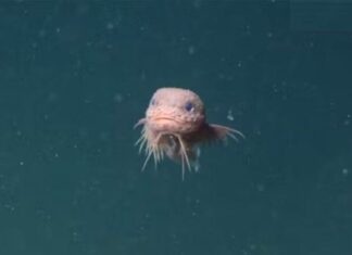 Cientistas encontram peixes ‘fofinhos’ em abismo do oceano