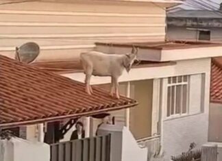 Rolê aleatório: Bode é resgatado do telhado de casa em Minas Gerais