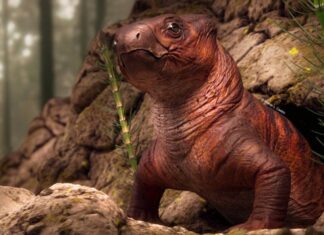 Fóssil do pampa ganha nova classificação e é ‘colocado’ em toca em novo estudo