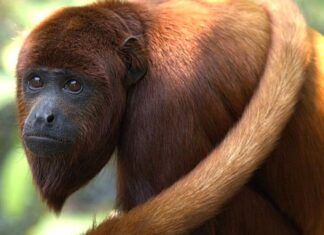 Microplásticos são encontrados no estômago de macacos da Amazônia