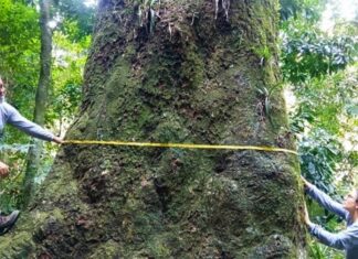 Gigante de 500 anos: Fiocruz descobre jequitibá-rosa centenário