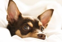 Por que você nunca deve acordar um cachorro dormindo?
