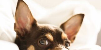 Por que você nunca deve acordar um cachorro dormindo?