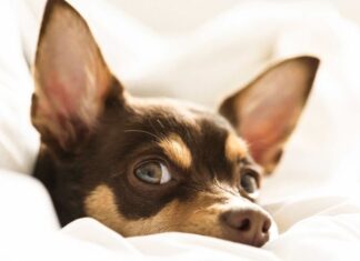 Por que você nunca deve acordar um cachorro dormindo?