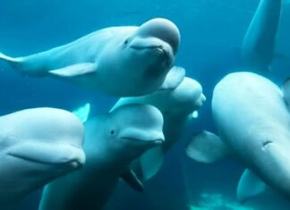 Fechado e sem recursos, parque canadense ameaça sacrificar 30 baleias