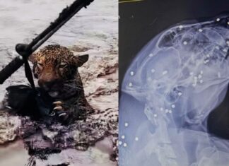 Onça ferida com 30 projéteis de espingarda é resgatada após 8 h nadando em rio no Amazonas