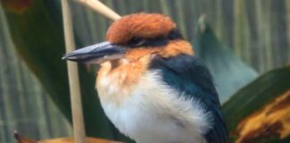 Considerado extinto na natureza há 40 anos, pássaro volta a se reproduzir