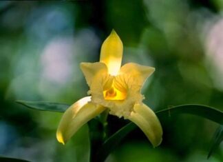 COP30: Livro fotográfico reforça a importância da Amazônia no debate climático