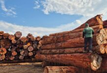 Em outubro, Ipaam libera mais de 300 mil metros cúbicos de madeira para produção legal no Amazonas