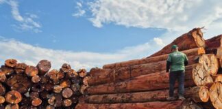 Em outubro, Ipaam libera mais de 300 mil metros cúbicos de madeira para produção legal no Amazonas