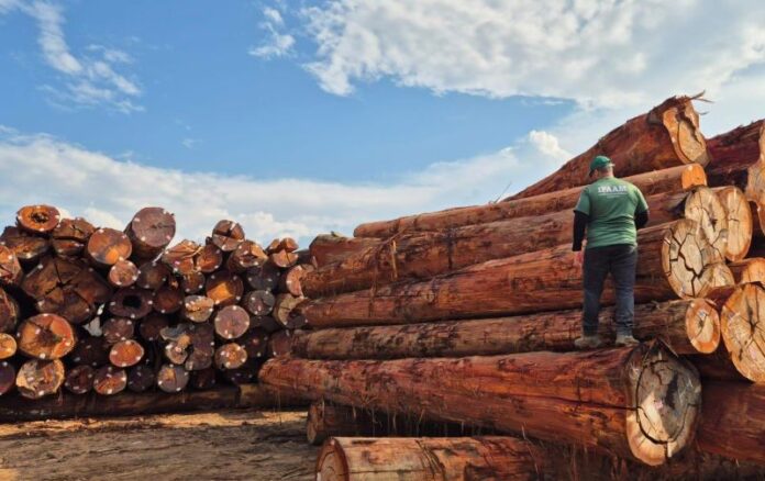Ipaam_Em outubro, Ipaam libera 300 mil metros cúbicos de madeira para produção legal no Amazonas_Foto 1 Arquivo-Ipaam - 06-11-2025(1)