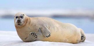 Ártico registra seu ano mais quente desde 1900