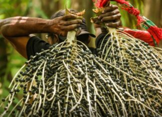 Fundo Amazônia destina R$ 96,5 milhões para ampliar acesso de populações tradicionais a alimentos regionais