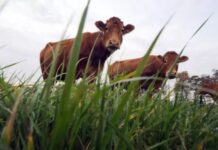 Agricultores franceses se revoltam contra abate em massa de gado para combater doença contagiosa