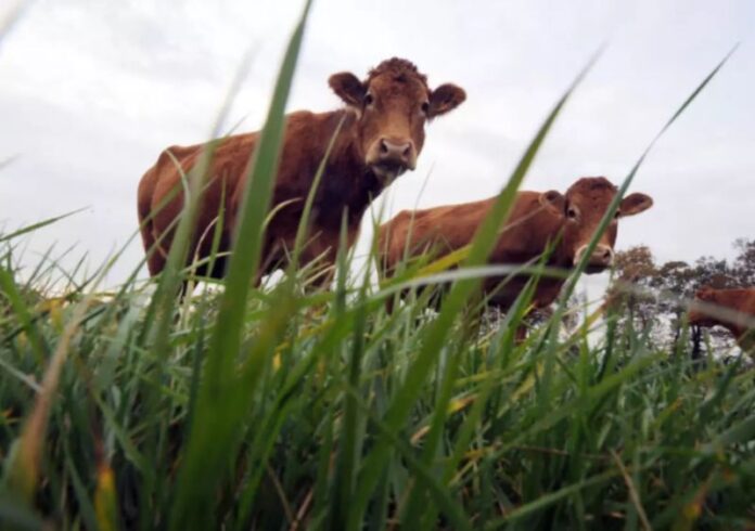 12-12-25 Vacas abatidas na Europa