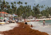 Mudança climática altera padrão de grandes manchas de algas no Atlântico