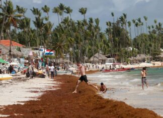 Mudança climática altera padrão de grandes manchas de algas no Atlântico