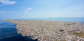Grande Porção de Lixo do Pacífico cria novo ecossistema marinho